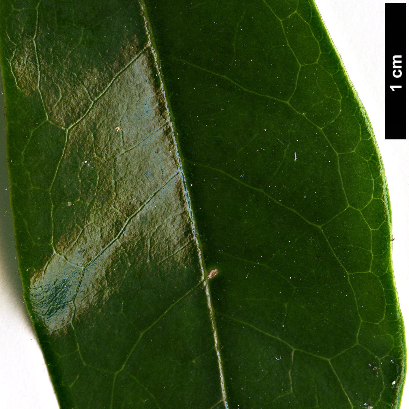 High resolution image: Family: Magnoliaceae - Genus: Magnolia - Taxon: figo - SpeciesSub: var. crassipes
